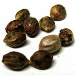 Семена марихуаны АК-47  (Seeds AK-47) в Ефремове